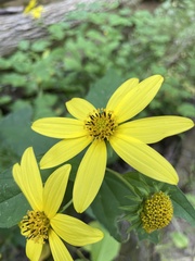 Helianthus decapetalus
