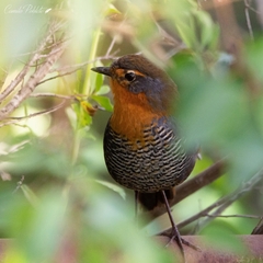 Scelorchilus rubecula