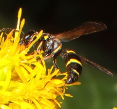 Symmorphus canadensis