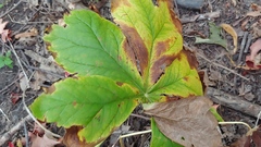 Podophyllum peltatum