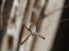 Argiope keyserlingi