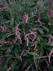 Persicaria