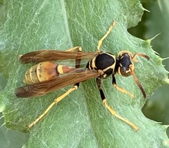 Mischocyttarus flavitarsis