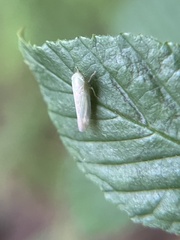 Graminella nigrifrons