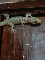 Phyllodactylus lanei