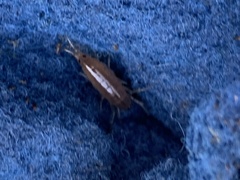 Amphipoda