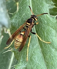 Mischocyttarus flavitarsis