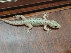 Phyllodactylus lanei