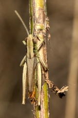 Euchorthippus declivus