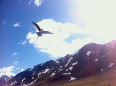 Stercorarius longicaudus