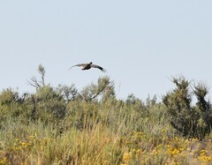 Centrocercus urophasianus