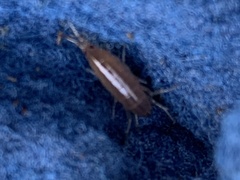 Amphipoda