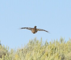 Centrocercus urophasianus