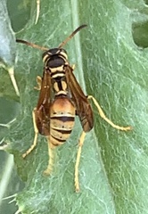 Mischocyttarus flavitarsis