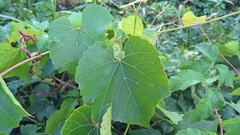Vitis
