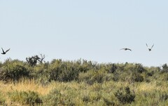 Centrocercus urophasianus