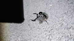 Androctonus crassicauda