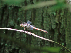 Libellula