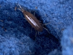 Amphipoda
