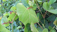 Vitis