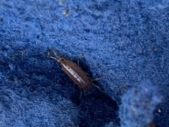 Amphipoda
