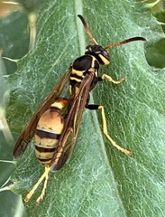 Mischocyttarus flavitarsis