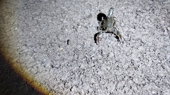 Androctonus crassicauda