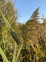 Phragmites