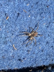 Lycosidae