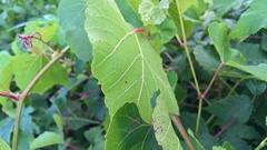 Vitis