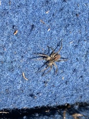 Lycosidae