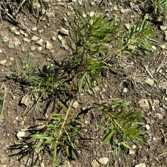 Stillingia texana