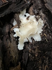 Loweomyces fractipes