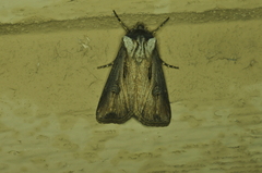 Agrotis venerabilis