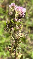Lespedeza stuevei
