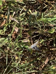 Burnsius communis