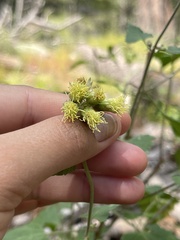 Brickellia grandiflora