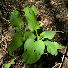 Symphyotrichum drummondii