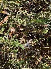 Burnsius communis