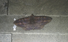 Anisoneura salebrosa