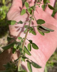 Lespedeza stuevei