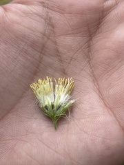 Brickellia grandiflora