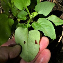 Symphyotrichum drummondii