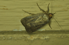 Amphipyra tragopoginis