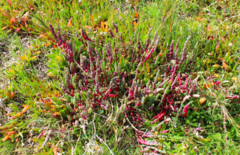 Tecticornia pergranulata