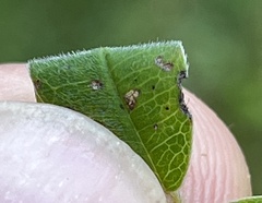 Lespedeza stuevei