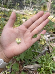Brickellia grandiflora