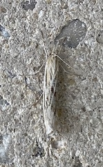 Catoptria oregonicus