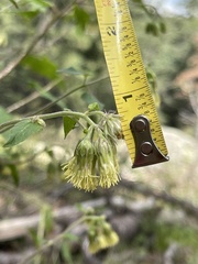 Brickellia grandiflora