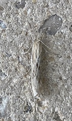 Catoptria oregonicus